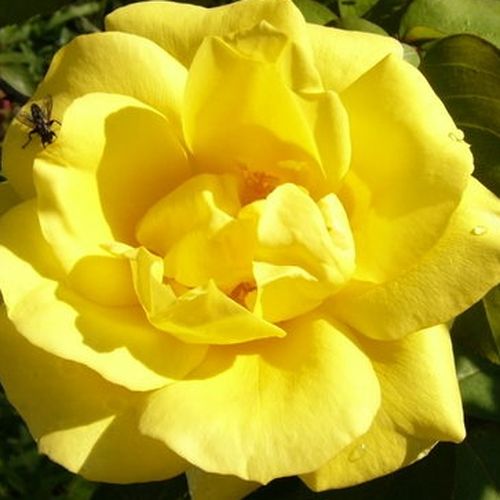 Közepesen illatos rózsa - Rózsa - Dune® - Online rózsa vásárlás